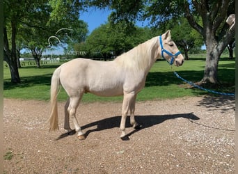 Tennessee Walking Horse, Wallach, 6 Jahre, 152 cm, Palomino