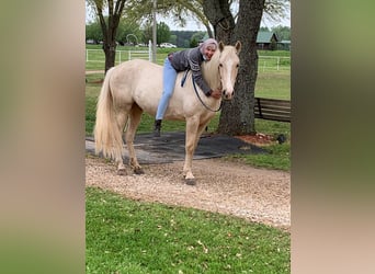 Tennessee Walking Horse, Wallach, 6 Jahre, 152 cm, Palomino