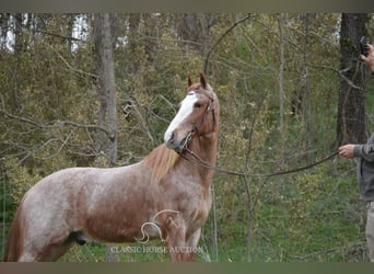 Tennessee Walking Horse, Wallach, 6 Jahre, 152 cm, Roan-Red