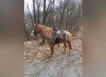 Tennessee Walking Horse, Wallach, 6 Jahre, 152 cm, Roan-Red