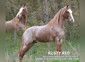 Tennessee Walking Horse, Wallach, 6 Jahre, 152 cm, Roan-Red