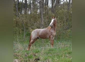 Tennessee Walking Horse, Wallach, 6 Jahre, 152 cm, Roan-Red