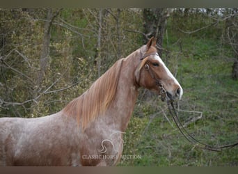 Tennessee Walking Horse, Wallach, 6 Jahre, 152 cm, Roan-Red