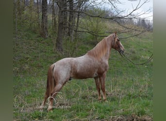 Tennessee Walking Horse, Wallach, 6 Jahre, 152 cm, Roan-Red