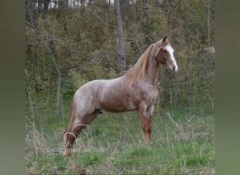 Tennessee Walking Horse, Wallach, 6 Jahre, 152 cm, Roan-Red