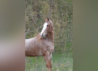 Tennessee Walking Horse, Wallach, 6 Jahre, 152 cm, Roan-Red