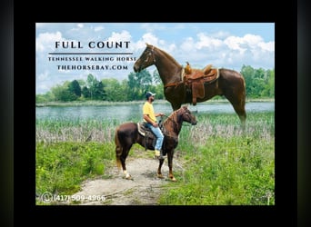 Tennessee Walking Horse, Wallach, 6 Jahre, 155 cm, Dunkelfuchs