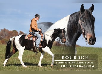 Tennessee Walking Horse, Wallach, 6 Jahre, 155 cm