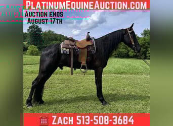 Tennessee Walking Horse, Wallach, 6 Jahre, 157 cm, Rappe