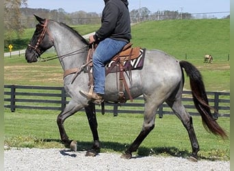 Tennessee Walking Horse, Wallach, 6 Jahre, 163 cm, Roan-Blue