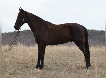 Tennessee Walking Horse, Wallach, 6 Jahre, 170 cm, Rappe