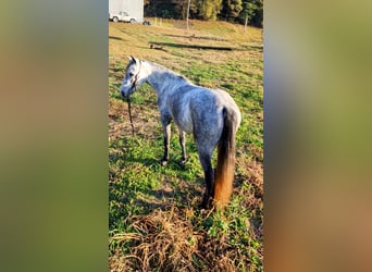 Tennessee Walking Horse, Wallach, 6 Jahre, Schimmel