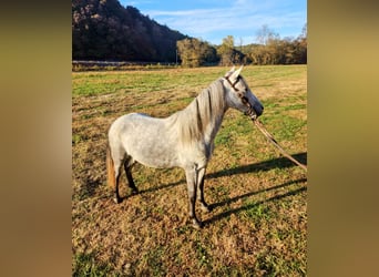 Tennessee Walking Horse, Wallach, 6 Jahre, Schimmel
