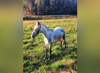 Tennessee Walking Horse, Wallach, 6 Jahre, Schimmel