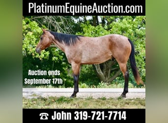 Tennessee Walking Horse, Wallach, 7 Jahre, 150 cm, Roan-Bay