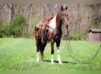 Tennessee Walking Horse, Wallach, 7 Jahre, 150 cm, Tobiano-alle-Farben