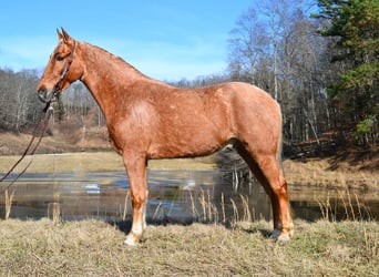 Tennessee Walking Horse, Wallach, 7 Jahre, 152 cm, Palomino