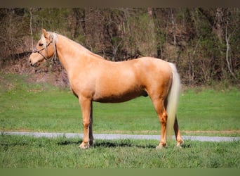 Tennessee Walking Horse, Wallach, 7 Jahre, 152 cm, Palomino