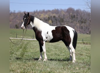 Tennessee Walking Horse, Wallach, 7 Jahre, 152 cm, Tobiano-alle-Farben