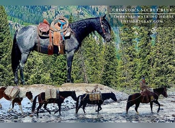 Tennessee Walking Horse, Wallach, 7 Jahre, 152 cm