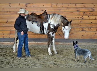 Tennessee Walking Horse, Wallach, 7 Jahre, 155 cm, Overo-alle-Farben