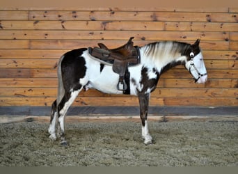 Tennessee Walking Horse, Wallach, 7 Jahre, 155 cm, Overo-alle-Farben