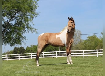 Tennessee Walking Horse, Wallach, 7 Jahre, 163 cm, Buckskin