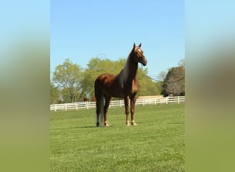 Tennessee Walking Horse, Wallach, 7 Jahre, 163 cm, Dunkelfuchs