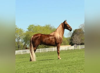 Tennessee Walking Horse, Wallach, 7 Jahre, 163 cm, Dunkelfuchs
