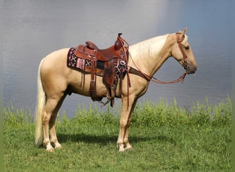 Tennessee Walking Horse, Wallach, 7 Jahre, Palomino