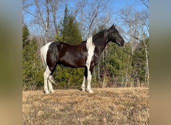 Tennessee Walking Horse, Wallach, 7 Jahre, Tobiano-alle-Farben