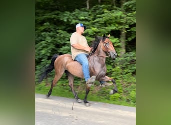 Tennessee Walking Horse, Wallach, 8 Jahre, 142 cm, Roan-Bay