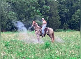 Tennessee Walking Horse, Wallach, 8 Jahre, 142 cm, Rotfuchs