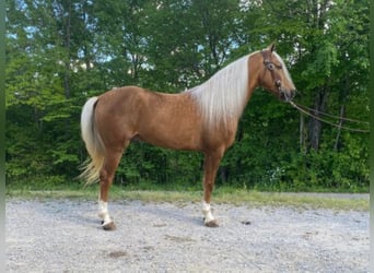 Tennessee Walking Horse, Wallach, 8 Jahre, 155 cm, Palomino