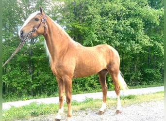 Tennessee Walking Horse, Wallach, 8 Jahre, 155 cm, Palomino