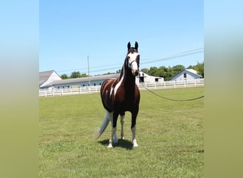 Tennessee Walking Horse, Wallach, 8 Jahre, 173 cm, Tobiano-alle-Farben