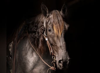 Tennessee Walking Horse, Wallach, 8 Jahre, Roan-Blue