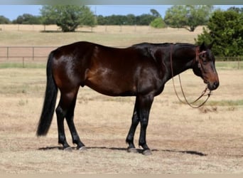 Tennessee Walking Horse, Wallach, 8 Jahre, Rotbrauner