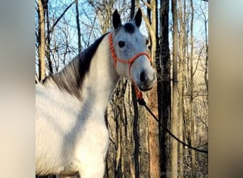 Tennessee Walking Horse, Wallach, 9 Jahre, 142 cm, Schimmel