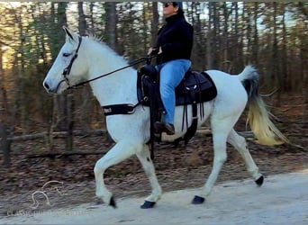 Tennessee Walking Horse, Wallach, 9 Jahre, 142 cm, Schimmel