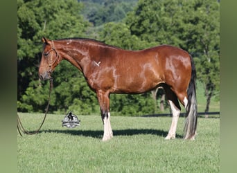 Tennessee Walking Horse, Wallach, 9 Jahre, 143 cm, Tobiano-alle-Farben