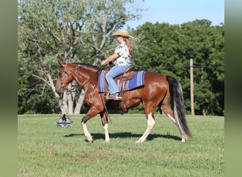 Tennessee Walking Horse, Wallach, 9 Jahre, 143 cm, Tobiano-alle-Farben