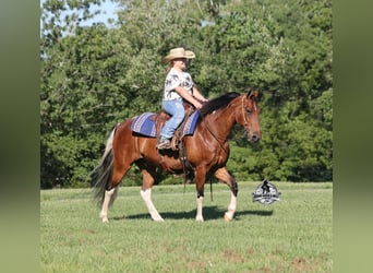 Tennessee Walking Horse, Wallach, 9 Jahre, 143 cm, Tobiano-alle-Farben