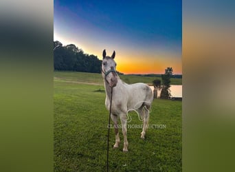 Tennessee Walking Horse, Wallach, 9 Jahre, 152 cm, Rotbrauner