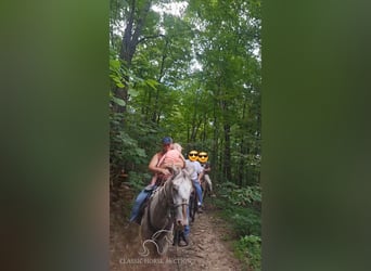Tennessee Walking Horse, Wallach, 9 Jahre, 152 cm, Rotbrauner