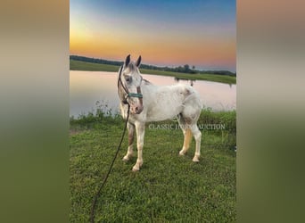 Tennessee Walking Horse, Wallach, 9 Jahre, 152 cm, Rotbrauner