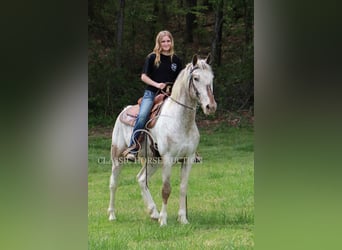Tennessee Walking Horse, Wallach, 9 Jahre, 152 cm, Rotbrauner