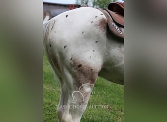 Tennessee Walking Horse, Wallach, 9 Jahre, 152 cm, Rotbrauner