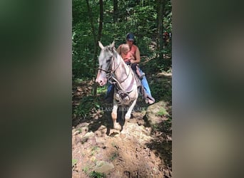 Tennessee Walking Horse, Wallach, 9 Jahre, 152 cm, Rotbrauner