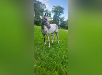 Tennessee Walking Horse, Wallach, 9 Jahre, 152 cm, Rotbrauner